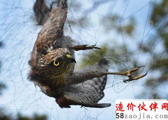 大连老铁山,一只松雀鹰在网上挣扎,堪称鸟中之王的猛禽在人类的猎杀下有翅难飞_副本.jpg