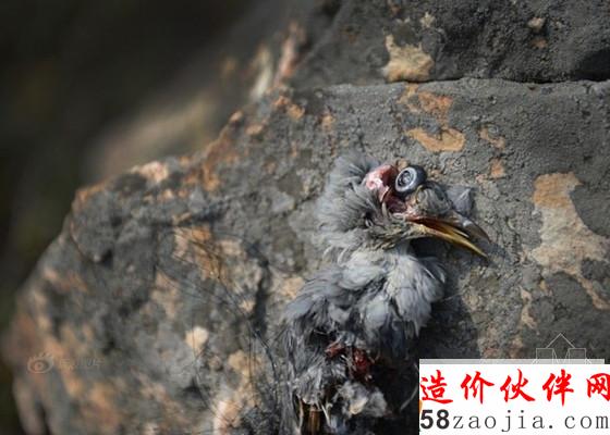 一只被猎杀的灰背鸫,小鸟尸体已残缺不全。捕鸟人在抓鸟时,为了防止鹰隼类鸟伤人,直接将鸟的头扭断,一些不想要的鸟弄死后直接丢弃_副本.jpg